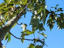 maple tree with green leaves at blue sky, bottom view