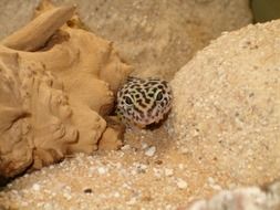 gecko lizard