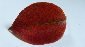 red autumn leaf