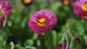 daisy flower in the spring garden