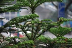 tree pine