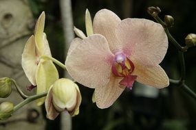 orchids in a botanical garden close-up