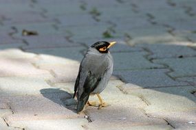 mynah bird in the sun