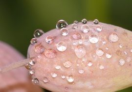 flower drops