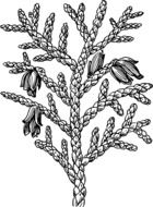 black and white drawing plants with buds
