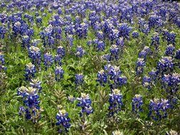 field of blue flowers