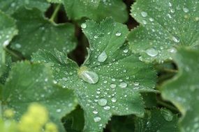 closeup of a plant leaves after rain