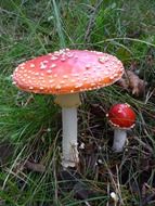 red toxic fly agaric