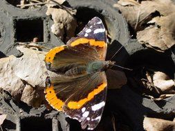 butterfly insect wing nature incect