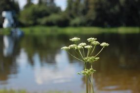 plant against the lake