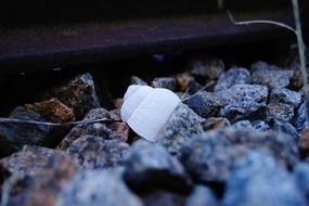 snail shell on pebble