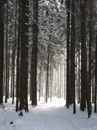 trees in a winter forest with snow