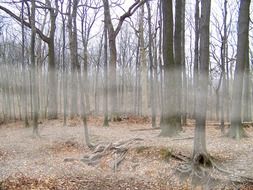 dead trees in the forest