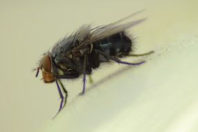 housefly insect