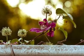 red clematis flower on a blurry background