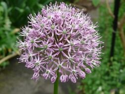 wonderful violet round flowers