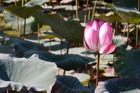 pink lotus on the pond with green leaves