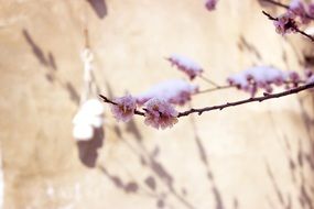 pink flowers on a tree branch above the ground