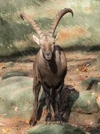 perfect capricorn animal