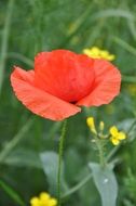 red poppy field