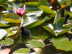 pink lotus on the pond with leaves