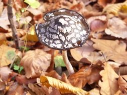 spotted mushroom among dry autumn foliage