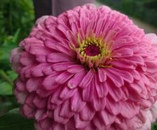 huge pink flower