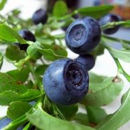 sweet blueberries