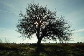 tree at the back light