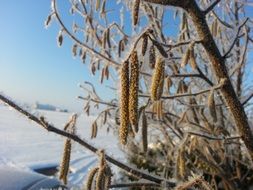 snowy Hazelnut tree in the winter