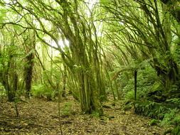 Green forest in New Zealand