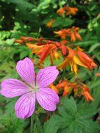 light purple geranium flower in the garden