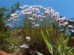 cluster of marguerite blossoms