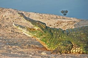 dangerous crocodile with opened mouth
