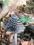 mushroom in the forest after the rain