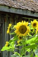 sunflower in the garden in summer