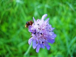 fly on a bright blue flower