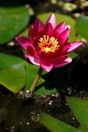 red aquatic bloom close-up on blurred background