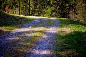 trail road in the forest