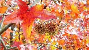 autumn leaves fiery colors close-up on blurred background