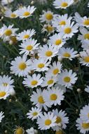 white daisy flowers