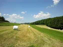 landscape on a meadow with green grass