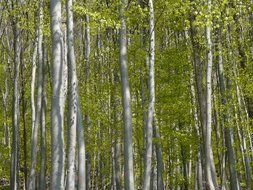 trees of the spring forest