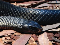 black ,poisonous snake is crawling on the ground