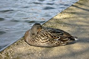 wild duck resting on the promenade