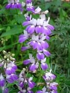 california wildflower