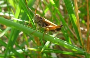 brown grasshopper on a green blade of grass close up