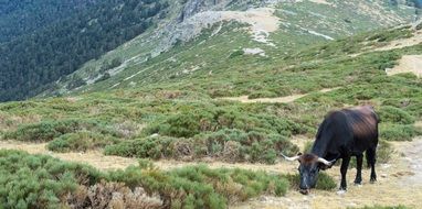 black cow grazing on mountain side