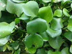 Green leaves of water hyacinth