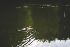 swimming duck on the pond l
